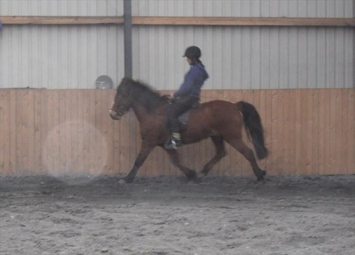 Islænder Heimir fraTókastöðumSOLGT - 29 April 2010 :) billede 19