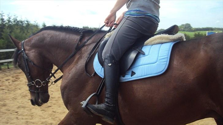 Traver Ju-bee (Far's hest) billede 14