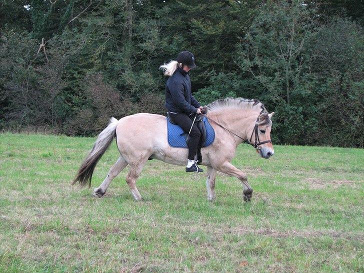 Fjordhest Lukas<3 (L' - Han er såå flot Nyt 4/10 billede 16