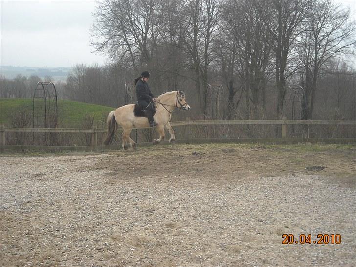 Fjordhest Lukas<3 (L' billede 17