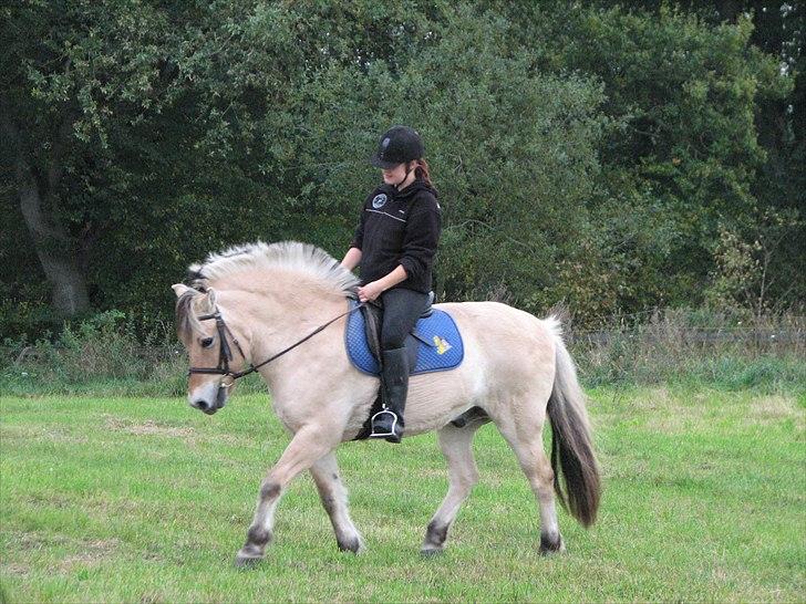 Fjordhest Lukas<3 (L' - Nyt 4/10 Han er såå dygtig billede 18