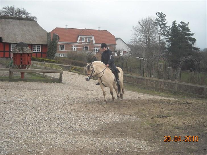 Fjordhest Lukas<3 (L' billede 19