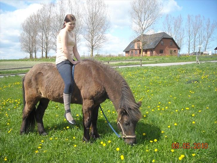 Islænder Sliepnir<3 R.I.P :'( billede 18