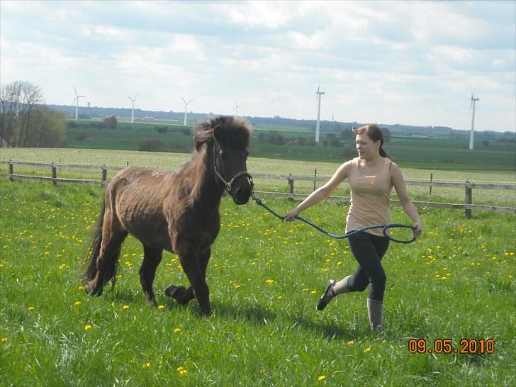 Islænder Sliepnir<3 R.I.P :'( billede 19