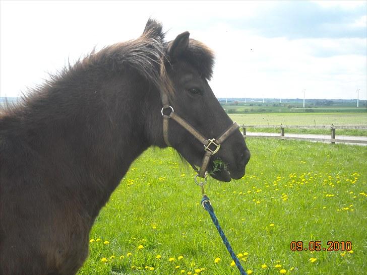 Islænder Sliepnir<3 R.I.P :'( billede 20