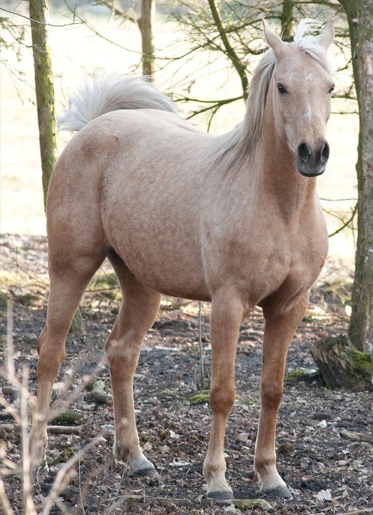 Palomino Klepholms Athene billede 1