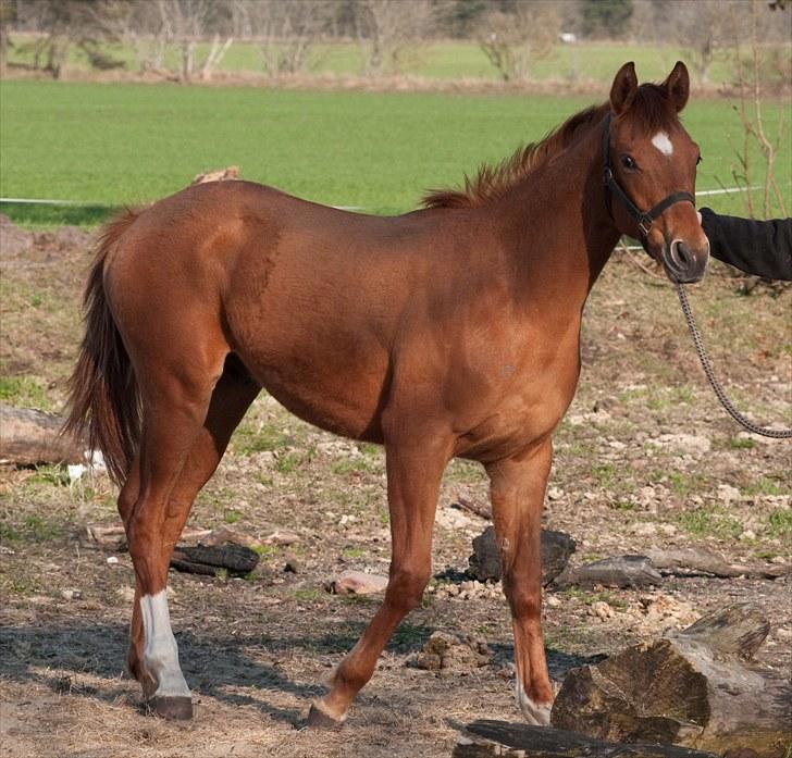 Anden særlig race Solgt Enghavegårds D´arcy *SOLGT* billede 12