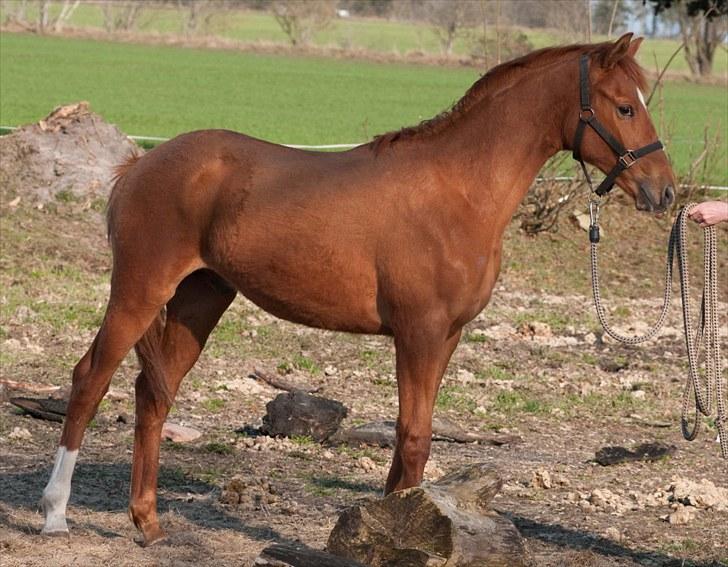 Anden særlig race Solgt Enghavegårds D´arcy *SOLGT* billede 13