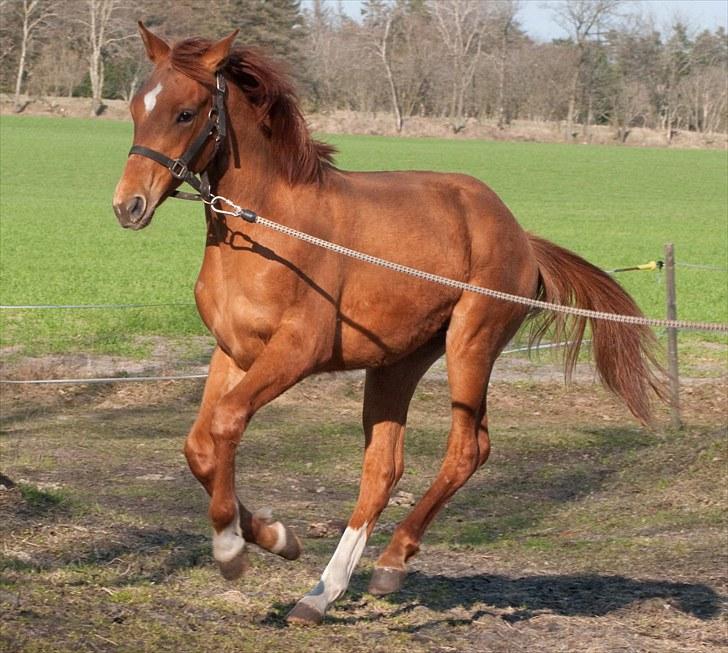 Anden særlig race Solgt Enghavegårds D´arcy *SOLGT* billede 14