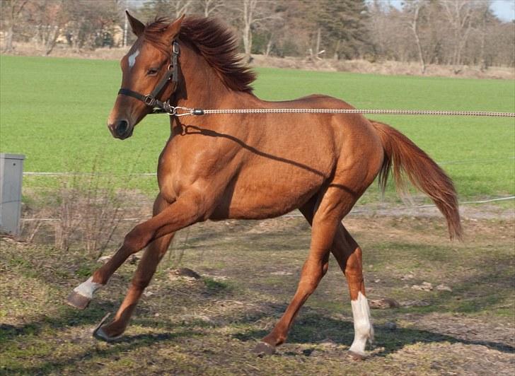 Anden særlig race Solgt Enghavegårds D´arcy *SOLGT* billede 15