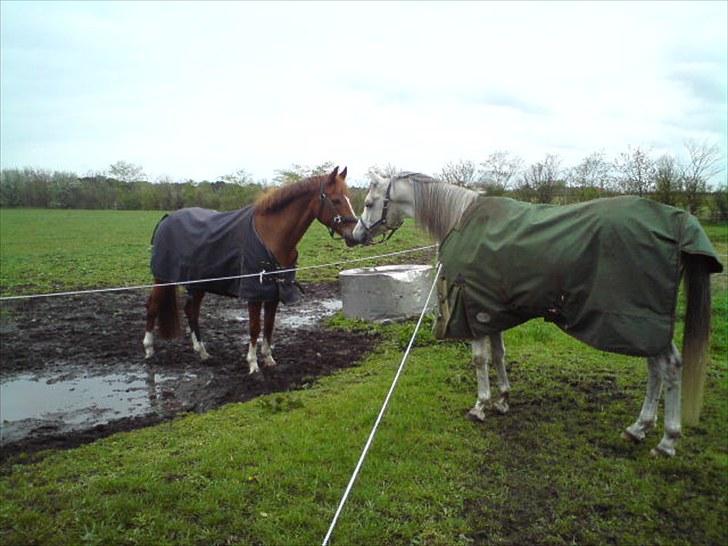 Arabisk fuldblod (OX) Jamal al din - Malle og Amigo billede 11