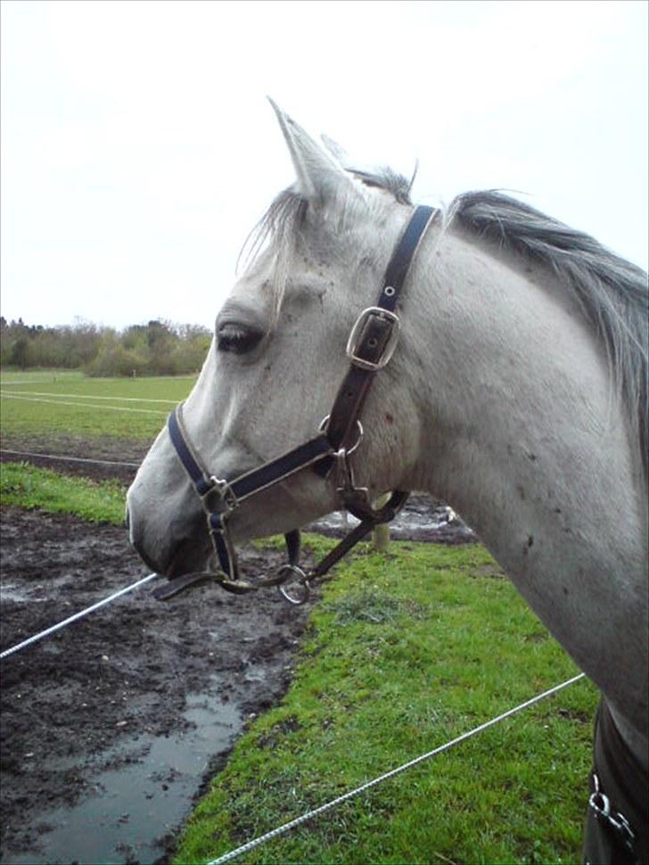 Arabisk fuldblod (OX) Jamal al din - Malle billede 12