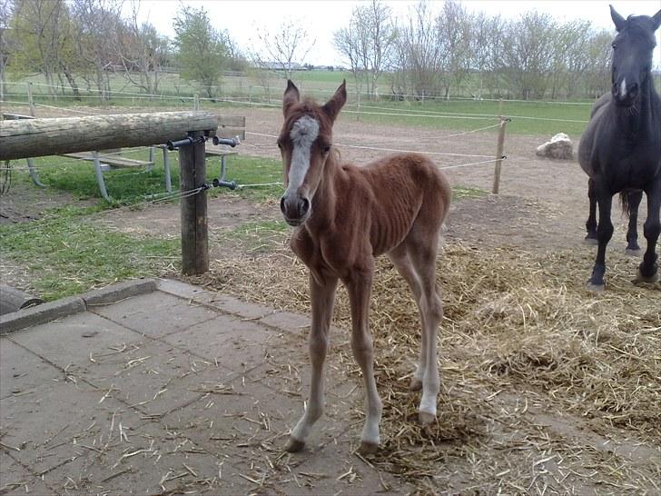 DSP Zacho's Zaciel (Bette-lort) billede 3