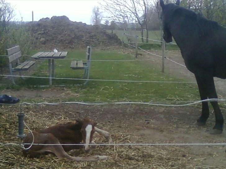 DSP Zacho's Zaciel (Bette-lort) - her er Zaciel lige på vej til at prøve at rejse sig billede 4
