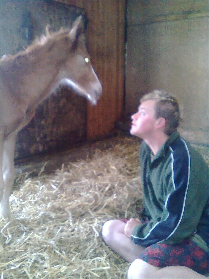 DSP Zacho's Zaciel (Bette-lort) billede 5