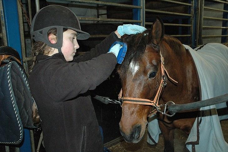 Anden særlig race Rudolph - Tidl springpart - Hygge i stalden billede 17