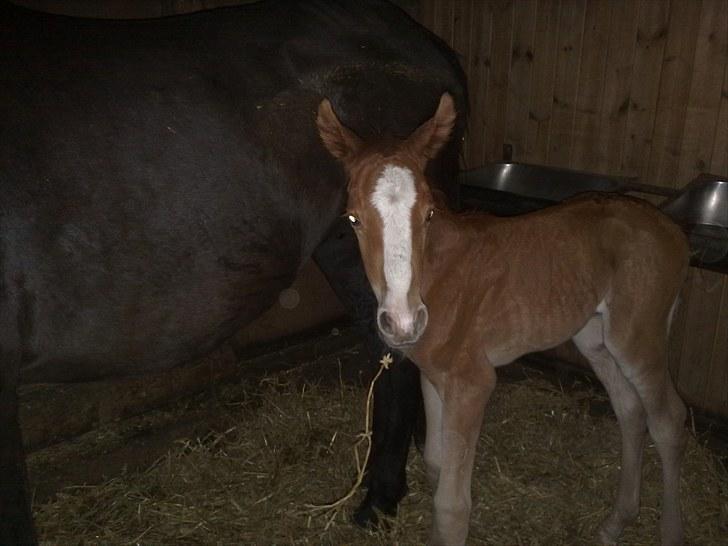 DSP Zacho's Zaciel (Bette-lort) billede 6