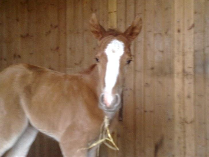 DSP Zacho's Zaciel (Bette-lort) billede 7