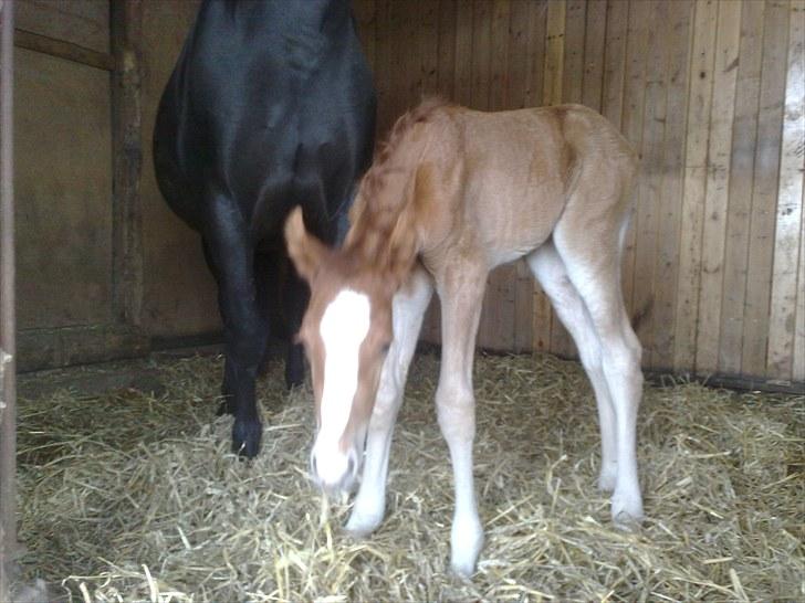 DSP Zacho's Zaciel (Bette-lort) billede 9