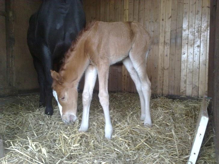 DSP Zacho's Zaciel (Bette-lort) billede 10