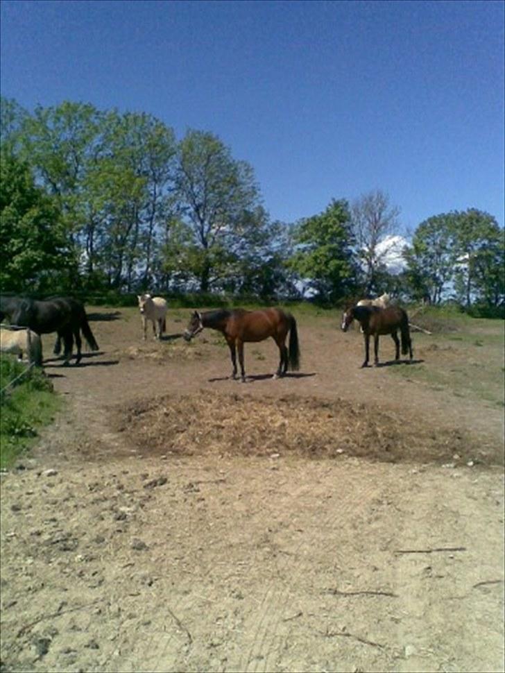 Traver Prim † 12/9-11 † - på vinterfolden billede 2