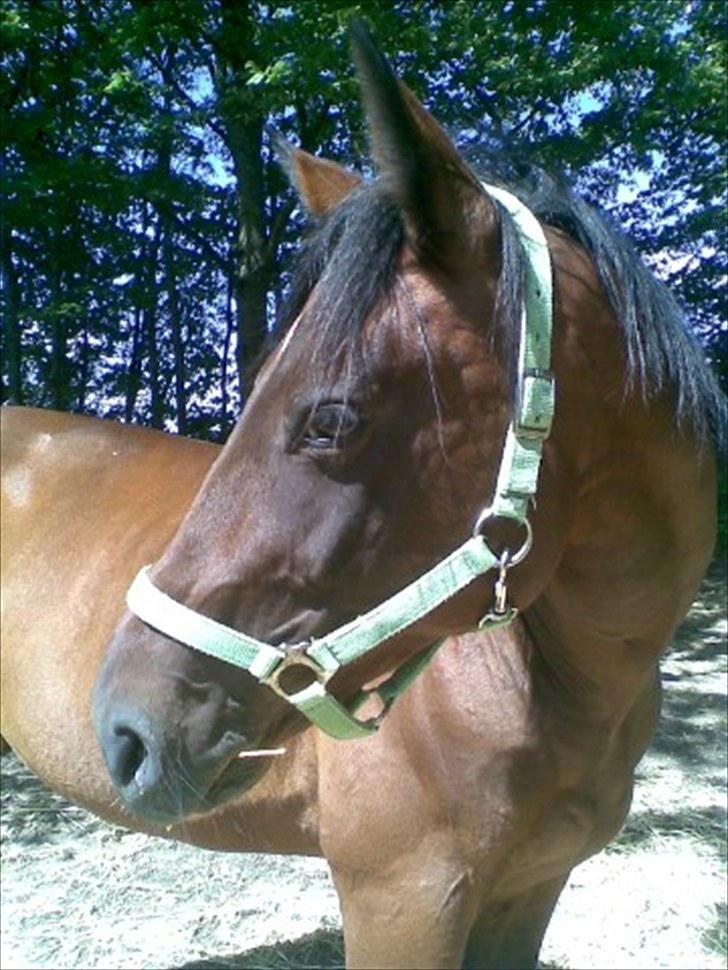 Traver Prim † 12/9-11 † - Prim billede 3