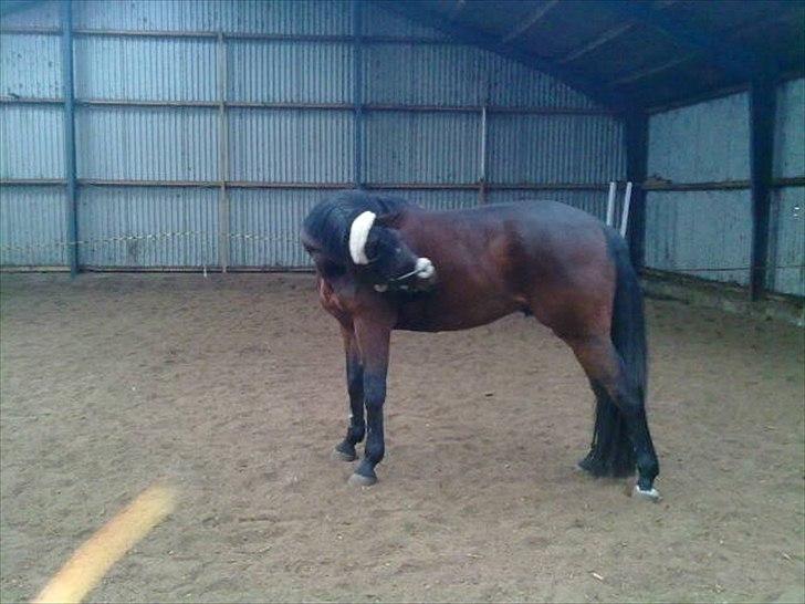 Traver Prim † 12/9-11 † billede 5