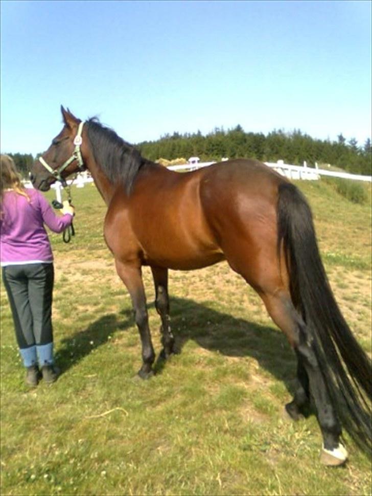 Traver Prim † 12/9-11 † billede 7