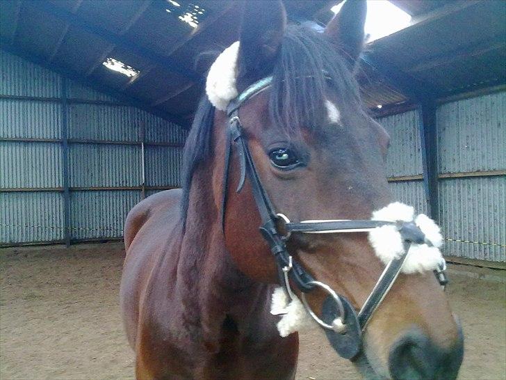 Traver Prim † 12/9-11 † billede 8