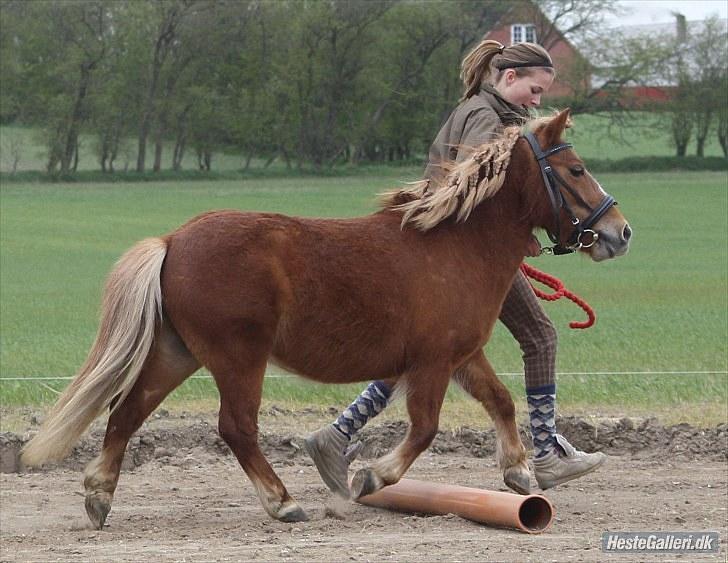 Anden særlig race Bob - opvarmning skive d.8 maj elsker dig Bob billede 13