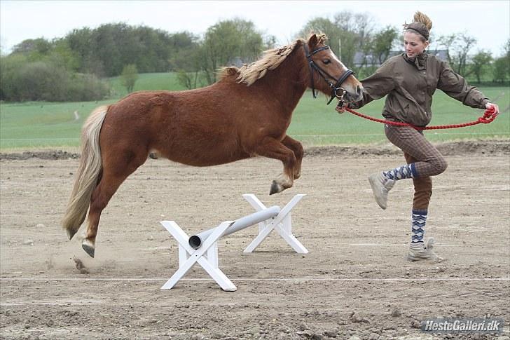 Anden særlig race Bob - opvarmning skive d.8 maj elsker dig Bob billede 14