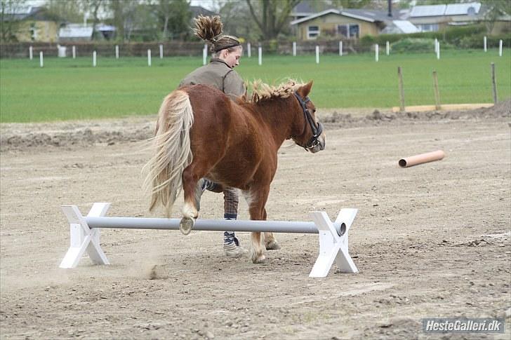 Anden særlig race Bob - opvarmning skive d.8 maj elsker dig Bob billede 15