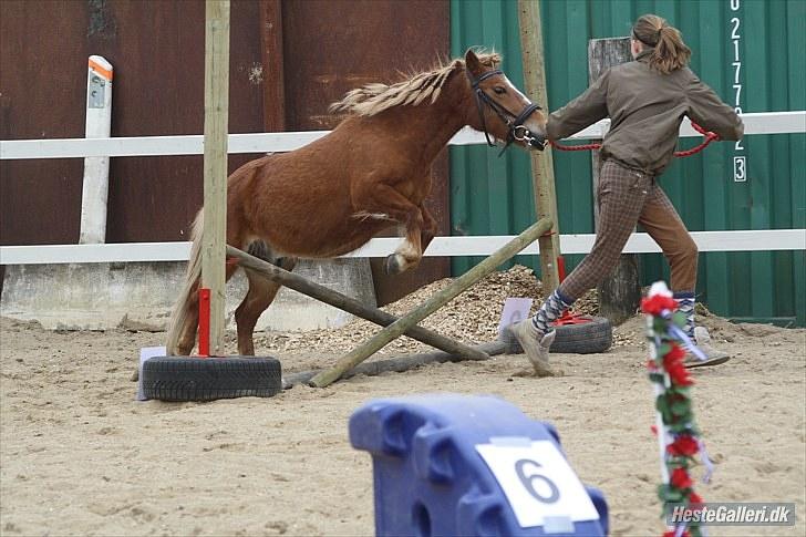 Anden særlig race Bob - skive d.8 maj billede 16