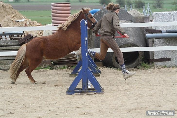 Anden særlig race Bob - Elsker dig bob. skive d.8 maj billede 17