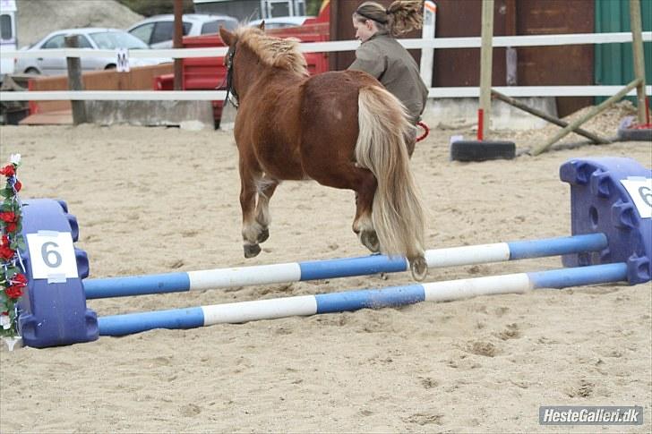 Anden særlig race Bob - spring stævne i skive d.8 maj billede 18