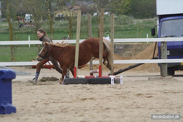 Anden særlig race Bob - Mig og bob til stævne i skive d.8 maj billede 20