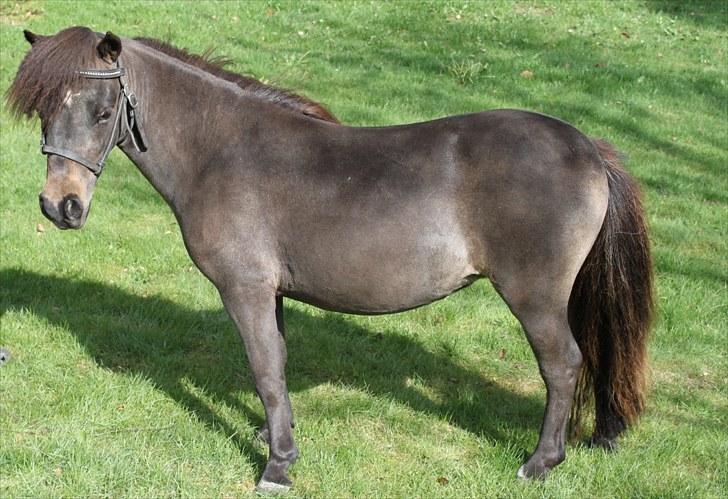 Dansk Miniature Lundevestergård Papaya Fa billede 12