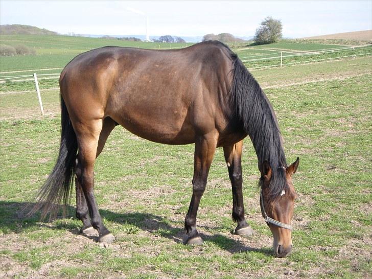 Dansk Varmblod Mergelgårdens Zeon billede 8