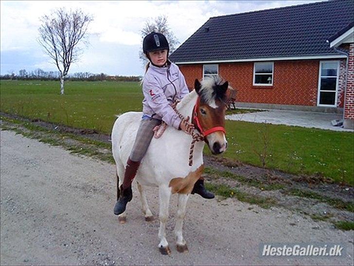 Anden særlig race KIKI BABY - Første gang med rytter. 2 dage efter hun kom hjem igen! <3. billede 12