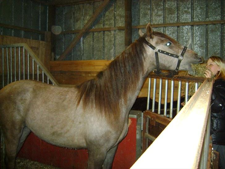 Cruzado solgt billede 15