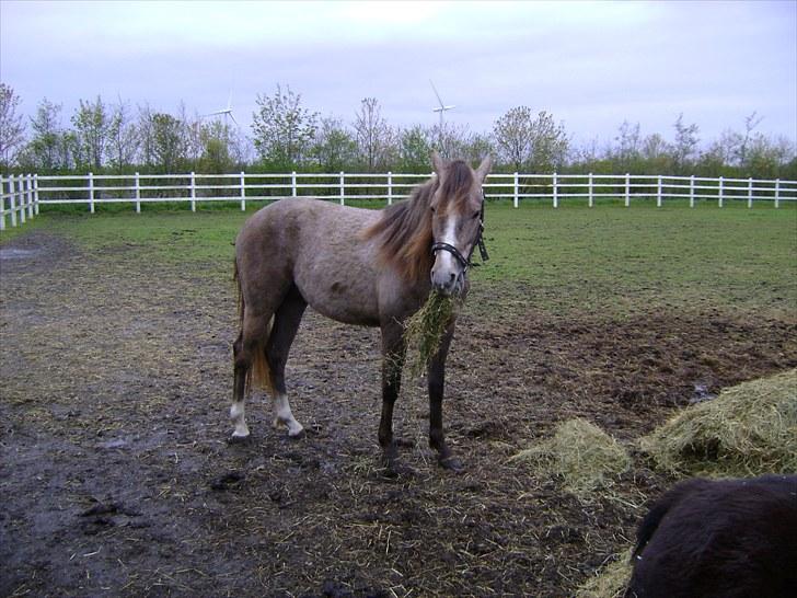 Cruzado solgt billede 16