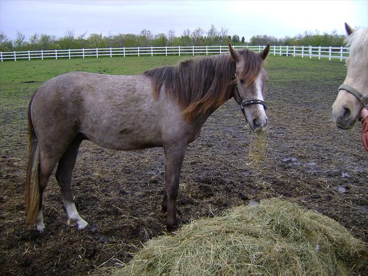 Cruzado solgt billede 17