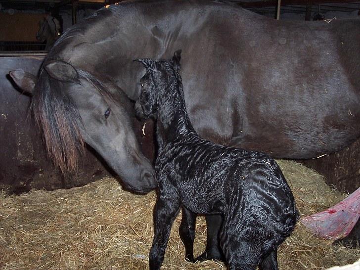 Frieser Ileana billede 2