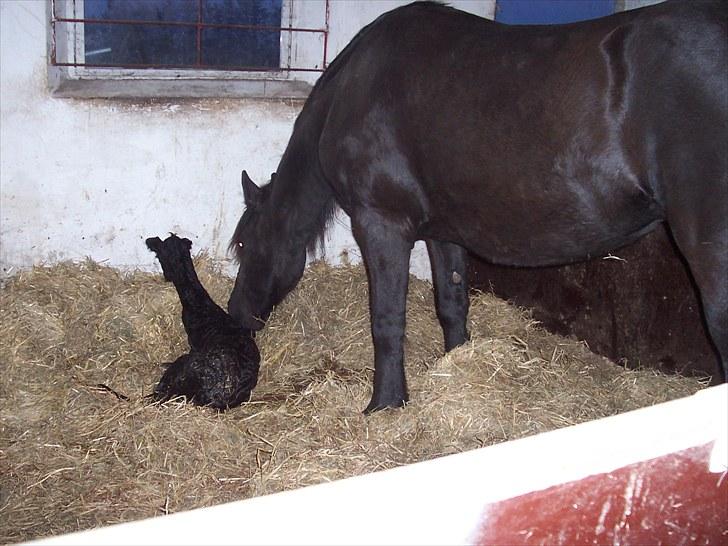 Frieser Ileana billede 3