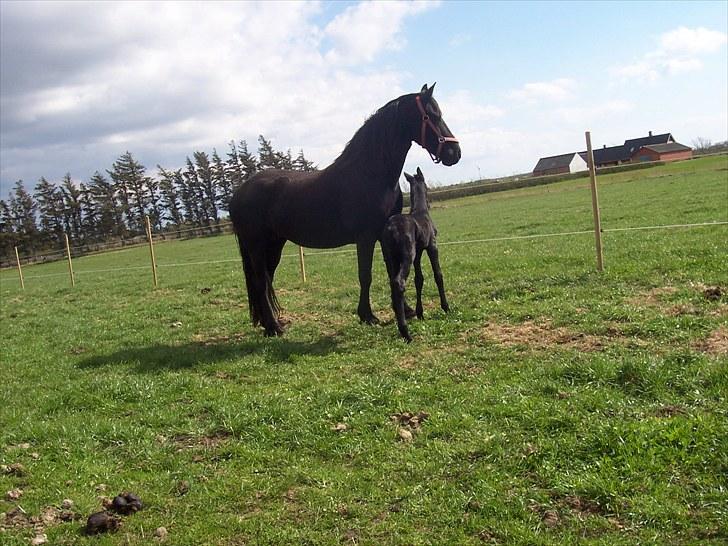 Frieser Ileana billede 4