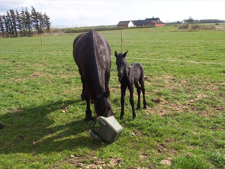 Frieser Ileana billede 5