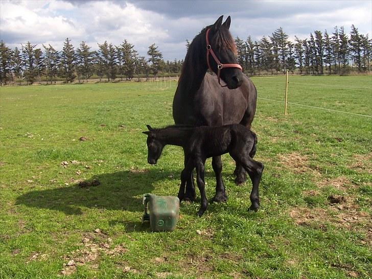 Frieser Ileana billede 6