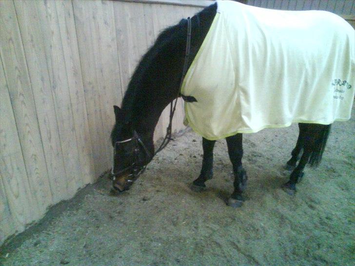 Tysk Sportspony Bubber - Klub Mester Dressur :)

 billede 7