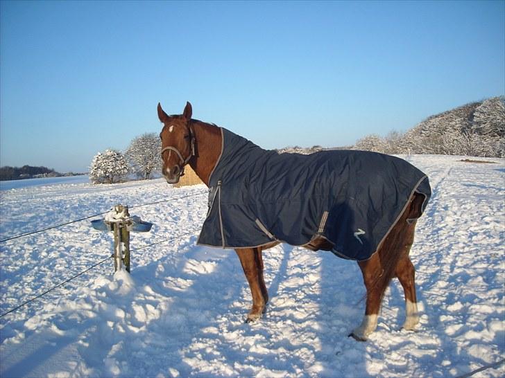 Anden særlig race Mia - <3 Himmelhest <3 - Smukke Mia nyder vintersolen billede 1
