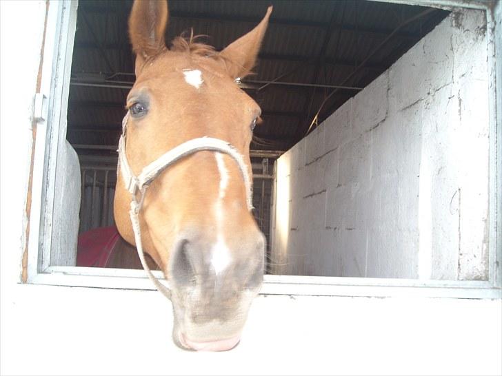 Anden særlig race Mia - <3 Himmelhest <3 - Mia kigger ud af vinduet :D billede 2